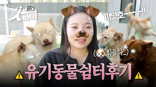 🐶꿀일줄 알았는데 🐶힘들었던 댕댕이 쉼터 후기 | 유기동물쉼터 행복하개 | 서바타 EP.4