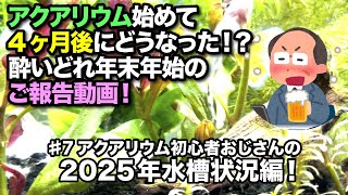 #7 アクアリウム初心者おじさんからのご報告動画！始めてから4ヶ月後の水槽状況をお伝えします！【2025年水槽状況編】