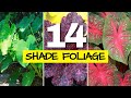 Foliage Plants for Shade (so beautiful you won't miss the flowers)