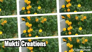 Amazing Marigold Flower Garden Video_ WhatsApp status 😍_ Capture and Editing By Me 😍.
