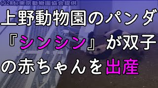 【パンダ出産】祝！シンシンが双子の赤ちゃんを無事出産 シャンシャンはお姉ちゃんに 上野動物園