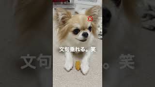 甘えたり怒ったりゲップしたり忙しい犬