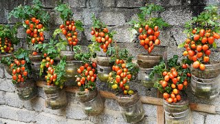 I TURNED A WALL INTO A TOMATO PARADISE!