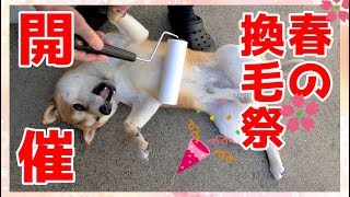 【京の柴犬】てんちゃん、ブローでえらいこっちゃ！　太郎の犬モノガタリ＃１１４