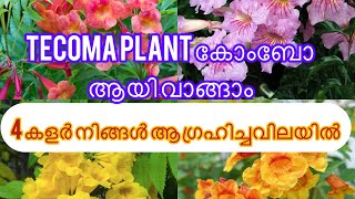 ടെക്കോമ ചെടികളുടെ കിടിലൻ കോംബോ ഓഫർ (4 colours tecoma combo)