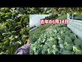 春夏野菜の土づくり開始。ブロッコリーに病気出たんで畑見た方が良いかも