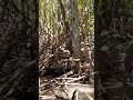 Pohon Mangrove Baluran Situbondo Jawa Timur