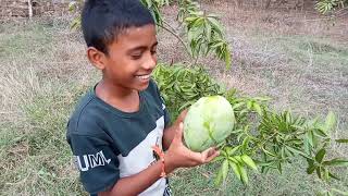 మా పుట్టింటి మామిడి తోట|| vlogs || our garden in my mother house