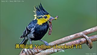 黃頰山雀 Yellow-cheeked Tit 20240503