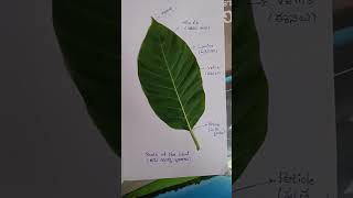 parts of the leaf( ఆకు భాగాలు )