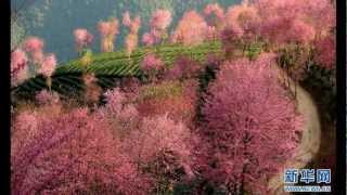 Peng Liyuan 彭丽媛 - 在那桃花盛开的地方 Where the Peach Bloosoms are in Full Bloom