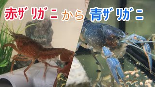 赤いｻﾞﾘｶﾞﾆを青いｻﾞﾘｶﾞﾆに変えてみた!!～飼育からの27日間～