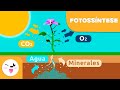 A fotossíntese das plantas |Ciências para crianças