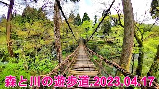 福井県の森と川の遊歩道を散歩　2023.04.17