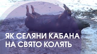 Як у селі під Луцьком кабана на свято колять