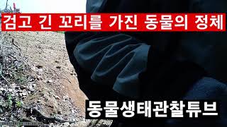 한국표범?흑표범? 미스터리 동물의 정체 공개합니다(무인센서카메라)