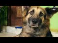 german shephard long coat dogs lion shephard for sale in srilanka dogs for sale