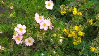 ЛАПЧАТКА кущова/ Potentilla fruticosa - Багаторічник,який дуже довго цвіте