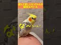 【面白いインコ動画】遊んで欲しいオカメインコなっちゃんの健気なアピール shorts