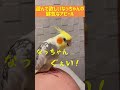 【面白いインコ動画】遊んで欲しいオカメインコなっちゃんの健気なアピール shorts