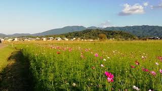 藤原京跡コスモスとススキと大和三山　奈良の風景　日本の風景　2023年秋