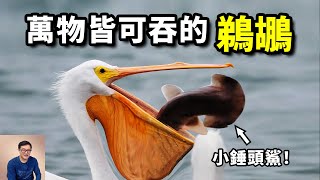 吞鯊魚，吞海鳥，吞鴿子，吞水豚！動物界第一惡霸——鵜鶘【老肉雜談】#動物 #鳥 #鵜鶘 #海洋 #birds