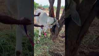 మా ఆవు కి ముక్కు తాడు వేసాము 😥😥😰| cow nose threading || చాలా బాధ గా వుంది