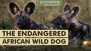 Protecting the endangered African Wild Dog | Endangered Species Day