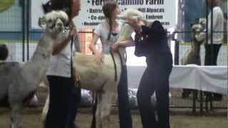 An Alpaca Show