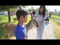 i got to pet bambi at bear world yellowstone