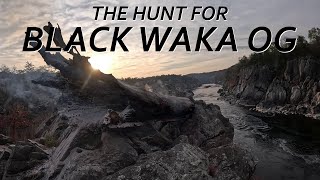 The Hunt for Waka OG, Sandy Beach to Carderock 2.82, 2024-11-18