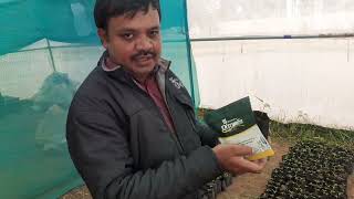 Nirmal Seeds Rizamica