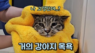 댕댕이 집사도 놀랄 고양이 목욕 : \