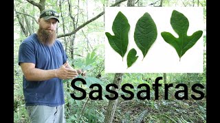 Sassafras - Part 1 Identifying