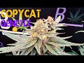 CopyCat Genetics | Snow Bunny $1250 Seeds? | Beleaf Permanent Chimera #33 |