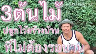 3ต้นไม้ปลูกไว้สร้างบ้าน-ที่ไม่ต้องรอนาน EP.1