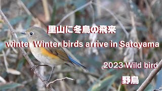 2023 野鳥(No50)4K 里山に冬鳥の飛来  winter Winter birds arrive in Satoyama #野鳥