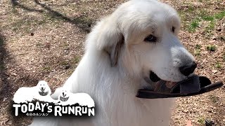 イタズラしたりパトロールを威嚇したり…やんちゃなアランです　Great Pyrenees　グレートピレニーズ