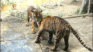 20240807 上野動物園　スマトラトラ　水浴びしているブラン　水浴びしているミンピママと三つ子の子トラたち　骨を食べたり追いかけっこをしたり活発な子トラたち