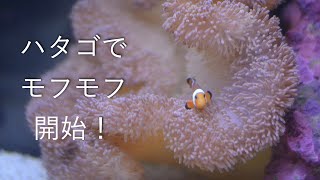 クマノミとハタゴイソギンチャク共生開始！[海水水槽] No.027