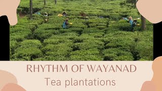 Wayanad Vibes - The Invincible beats \u0026 Rhythm of Wayanad 🌱🌱🌱 - Pure magic 👌