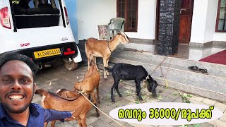 വെറും 36000/-രൂപക്ക്😳Goats only 36000 #video #youtube