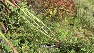 高年份的野生黄芪长啥样？野生黄芪如何采挖？野生黄芪如何繁殖？