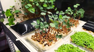 Starting a Microgreen Farm in the Middle of a Bustling City