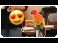 Red Factor Conures (SO PRETTY 🤩)