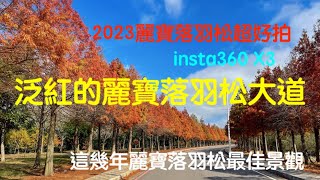 萬ㄟeye台灣20230105泛紅的麗寶落羽松大道/insta360 X3   4K