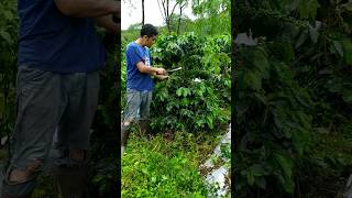 Varietas Gayo 3 | Ateng Super #shorts #shortsfeed #shortvideo