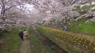 満開の桜並木・江川せせらぎ緑道（2017年）