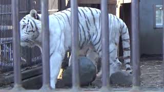 2019.1.1 宇都宮動物園☆ホワイトタイガーのアース王子＆シラナミ姫_05