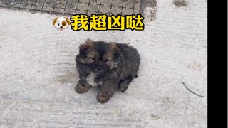 “小心！内有恶犬”